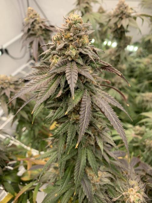 1.Bonsai: Lemon Cherry Runtz✌️. Week 29 - 3.6.