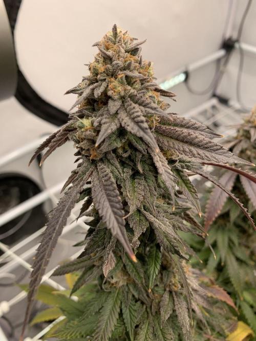 1.Bonsai: Lemon Cherry Runtz✌️. Week 29 - 3.6.