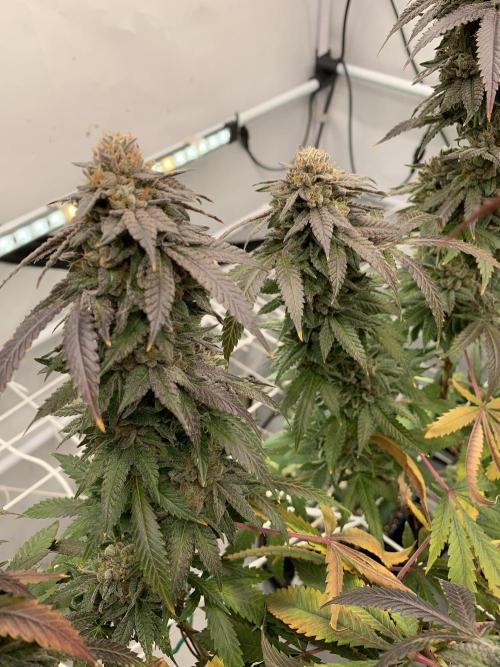 1.Bonsai: Lemon Cherry Runtz✌️. Week 29 - 3.6.