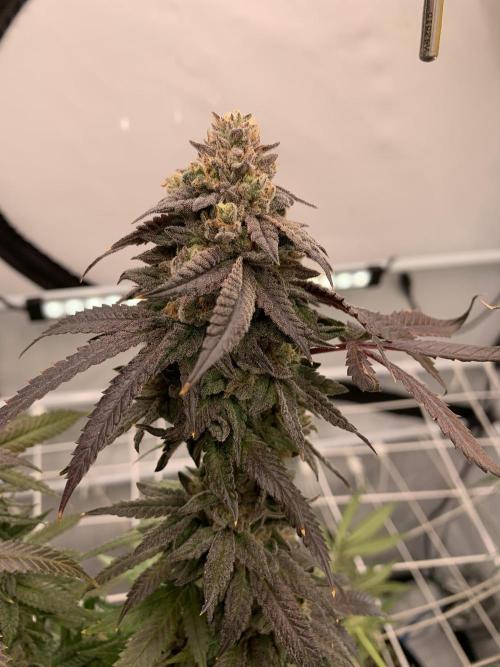 1.Bonsai: Lemon Cherry Runtz✌️. Week 29 - 3.6.