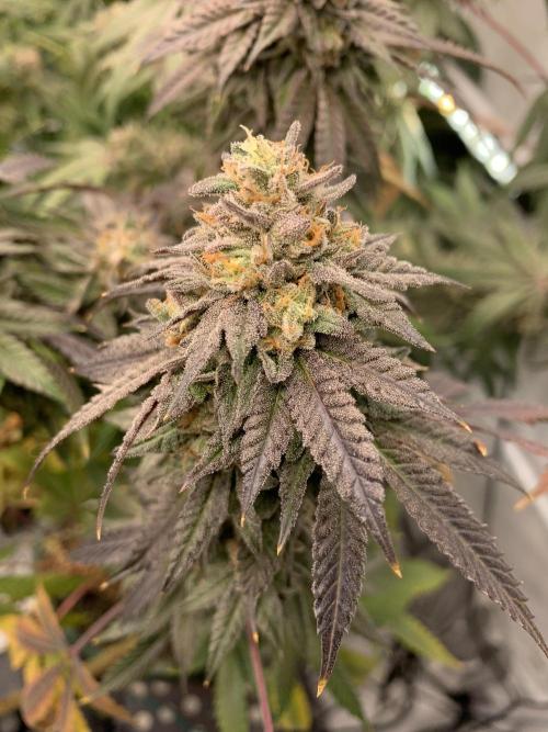 1.Bonsai: Lemon Cherry Runtz✌️. Week 29 - 3.6.