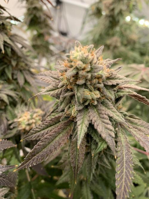 1.Bonsai: Lemon Cherry Runtz✌️. Week 29 - 3.6.