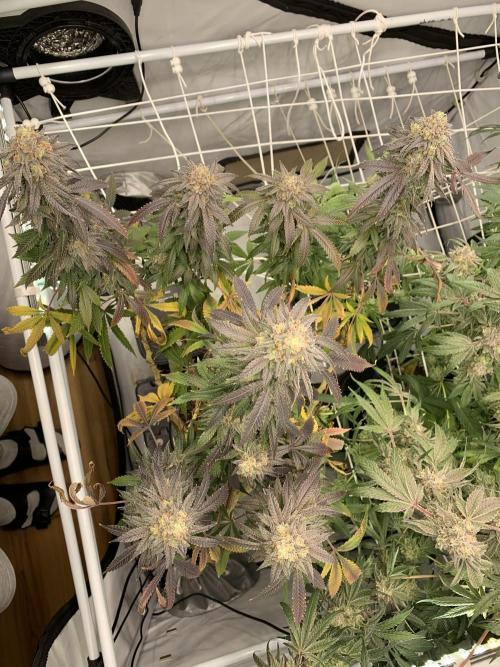 1.Bonsai: Lemon Cherry Runtz✌️. Week 29 - 3.6.