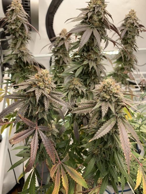1.Bonsai: Lemon Cherry Runtz✌️. Week 29 - 3.6.