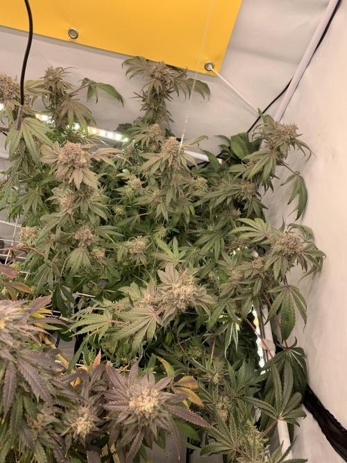 7.Grow: Kmintz & Radical Juice. Week 21 - 3.6. Kmintz 