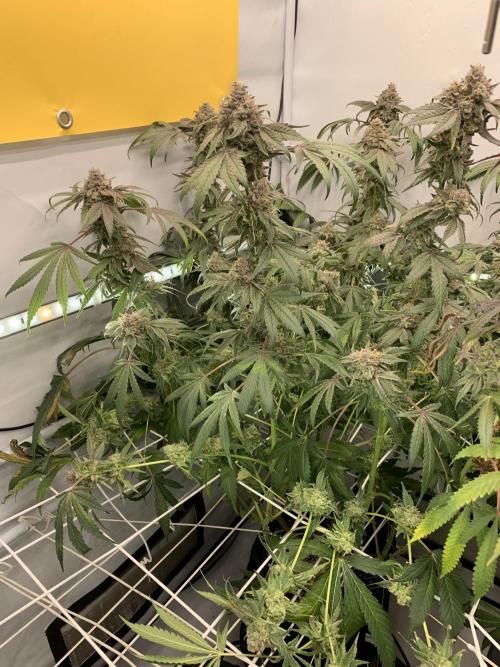 7.Grow: Kmintz & Radical Juice. Week 21 - 3.6. Kmintz 