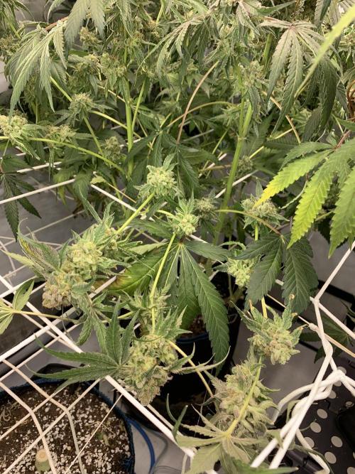 7.Grow: Kmintz & Radical Juice. Week 21 - 3.6. Kmintz 