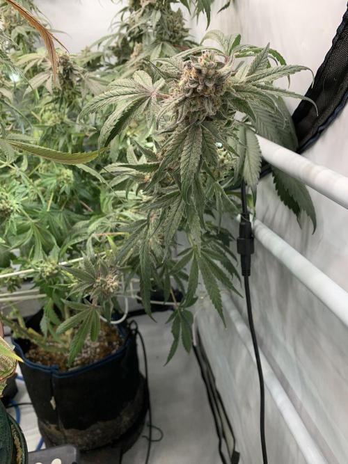 7.Grow: Kmintz & Radical Juice. Week 21 - 3.6. Kmintz 