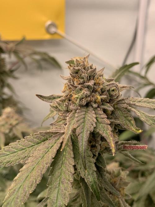 7.Grow: Kmintz & Radical Juice. Week 21 - 3.6. Kmintz 