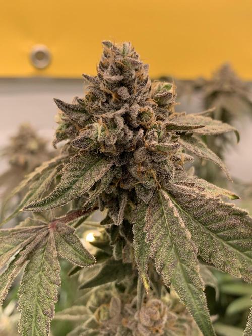 7.Grow: Kmintz & Radical Juice. Week 21 - 3.6. Kmintz 