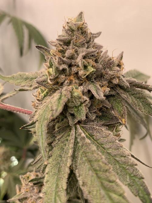 7.Grow: Kmintz & Radical Juice. Week 21 - 3.6. Kmintz 