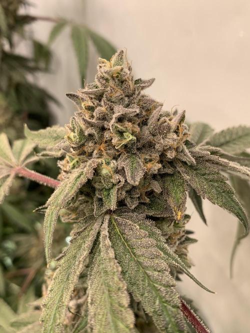 7.Grow: Kmintz & Radical Juice. Week 21 - 3.6. Kmintz 