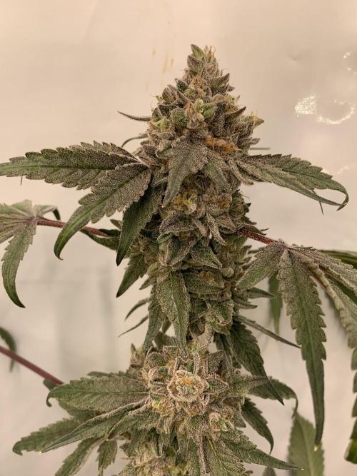 7.Grow: Kmintz & Radical Juice. Week 21 - 3.6. Kmintz 