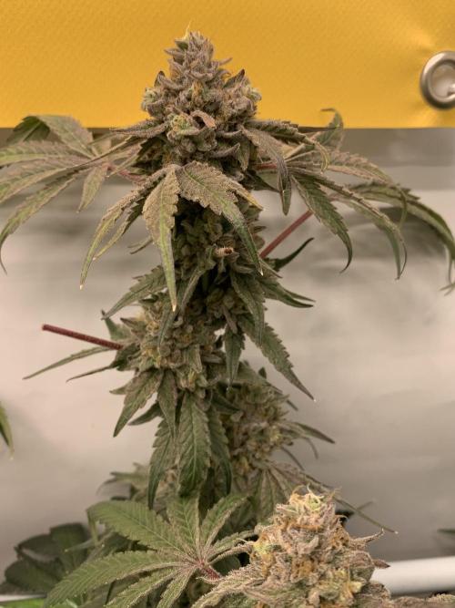 7.Grow: Kmintz & Radical Juice. Week 21 - 3.6. Kmintz 