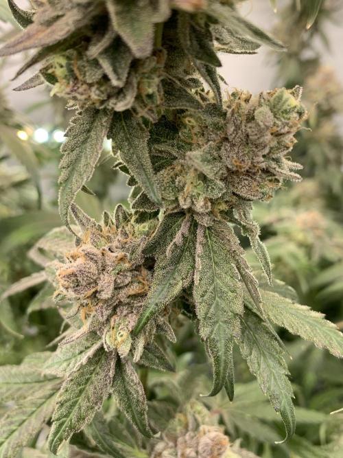 7.Grow: Kmintz & Radical Juice. Week 21 - 3.6. Kmintz 