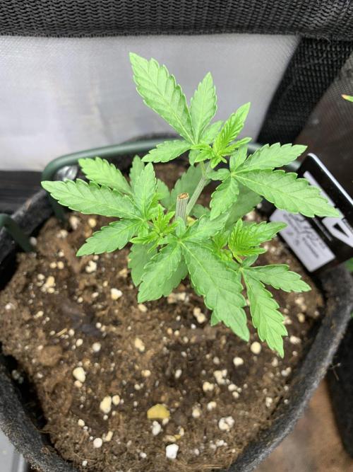 8.Grow: Z42. Week 4 - 4.6.