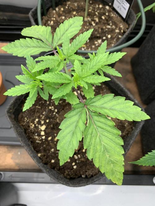 8.Grow: Z42. Week 4 - 4.6.