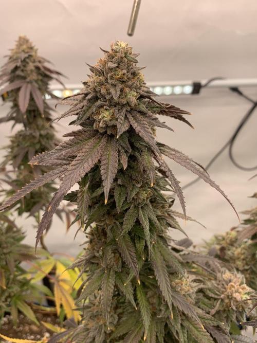 1.Bonsai: Lemon Cherry Runtz✌️. Week 30 - 8.6.