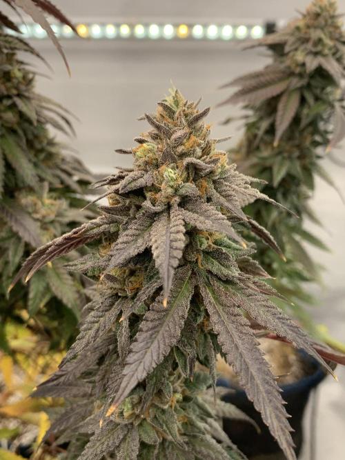 1.Bonsai: Lemon Cherry Runtz✌️. Week 30 - 8.6.