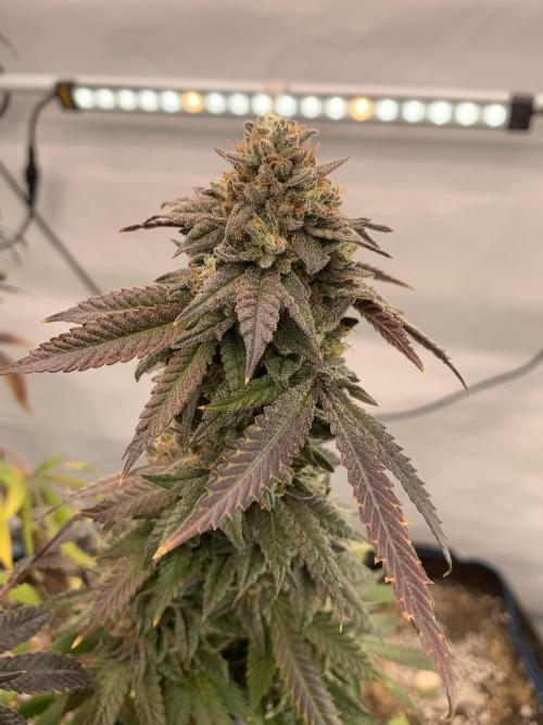 1.Bonsai: Lemon Cherry Runtz✌️. Week 30 - 8.6.