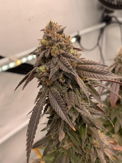1.Bonsai: Lemon Cherry Runtz✌️. Week 30 - 8.6.