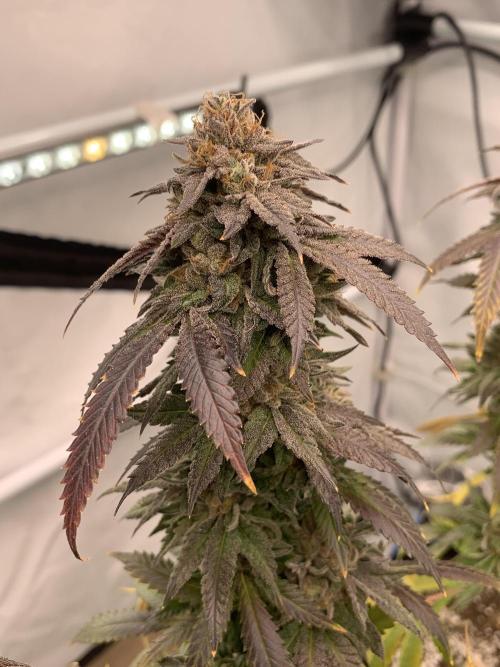 1.Bonsai: Lemon Cherry Runtz✌️. Week 30 - 8.6.