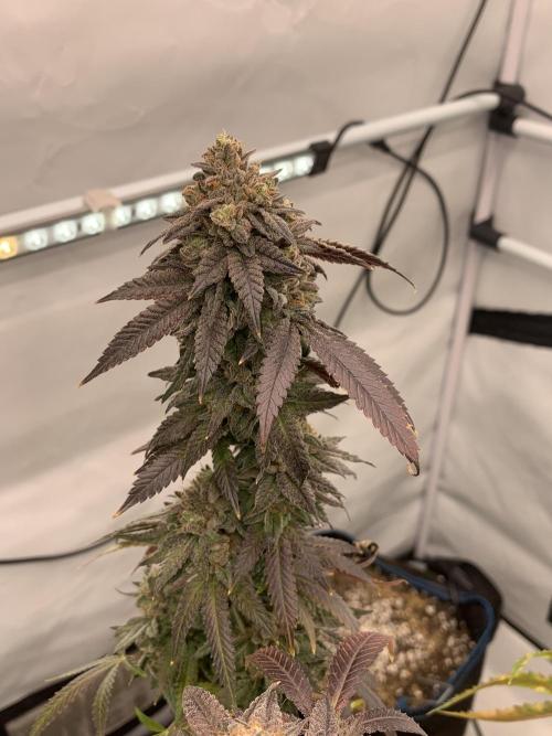 1.Bonsai: Lemon Cherry Runtz✌️. Week 30 - 8.6.