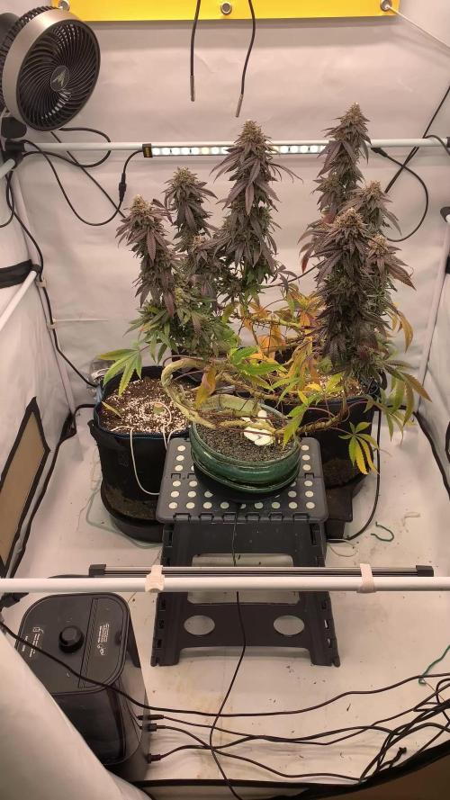 1.Bonsai: Lemon Cherry Runtz✌️