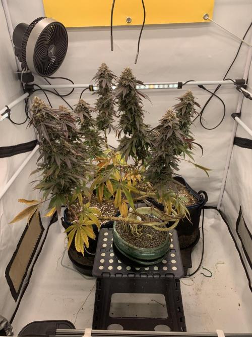 1.Bonsai: Lemon Cherry Runtz✌️. Week 30 - 8.6.