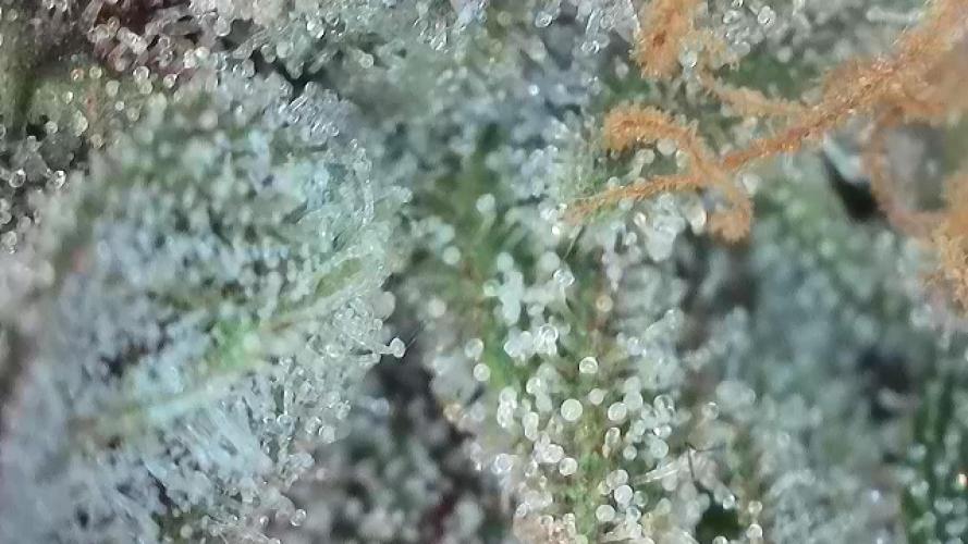 1.Bonsai: Lemon Cherry Runtz✌️. Week 30 - 8.6.