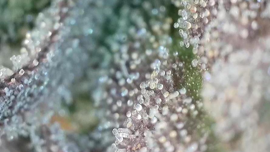 1.Bonsai: Lemon Cherry Runtz✌️. Week 30 - 8.6.