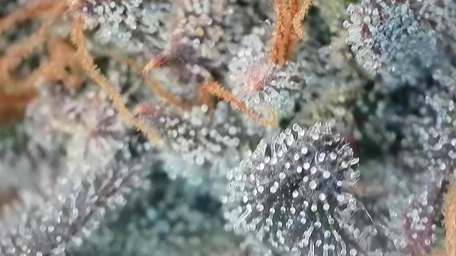 1.Bonsai: Lemon Cherry Runtz✌️. Week 30 - 8.6.