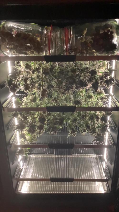7.Grow: Kmintz & Radical Juice