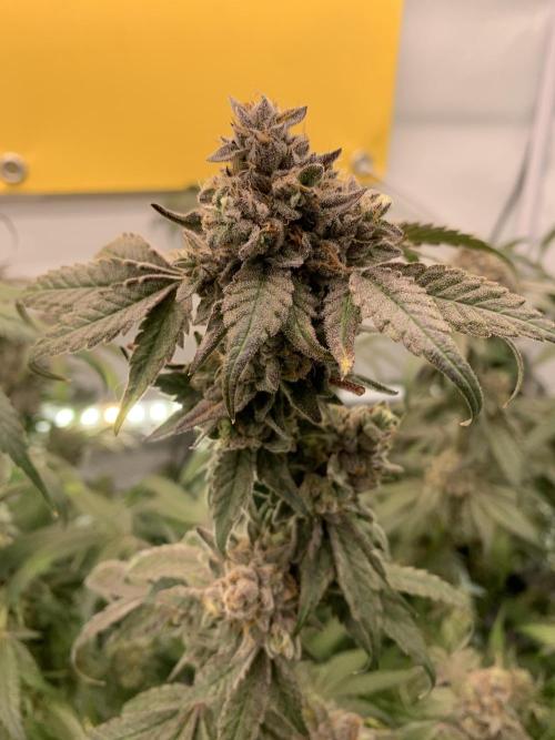 7.Grow: Kmintz & Radical Juice. Week 22