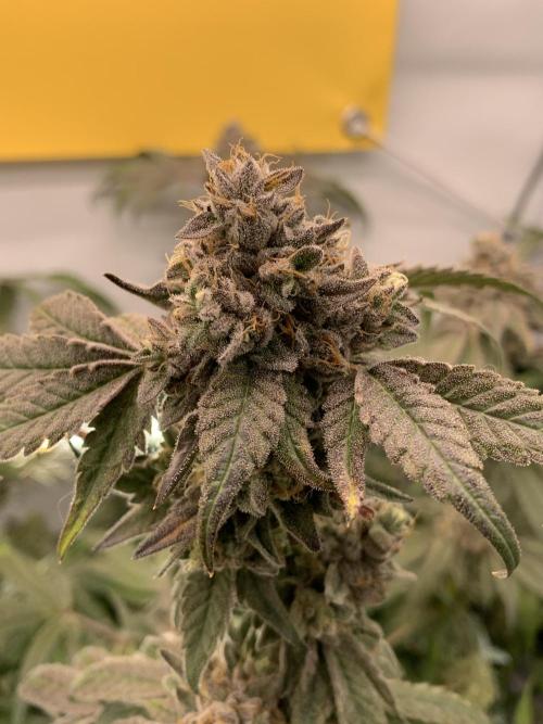 7.Grow: Kmintz & Radical Juice. Week 22