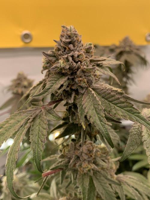 7.Grow: Kmintz & Radical Juice. Week 22