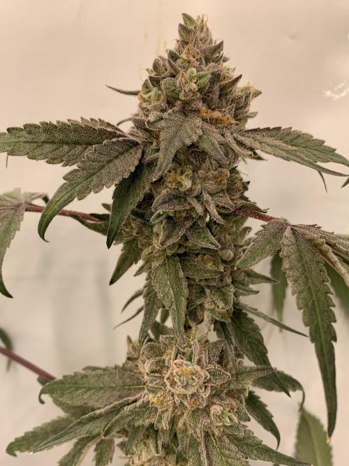 7.Grow: Kmintz & Radical Juice. Week 22
