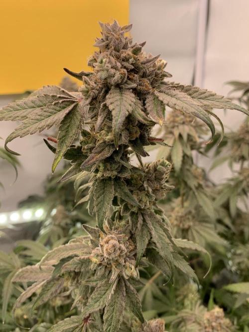 7.Grow: Kmintz & Radical Juice. Week 22