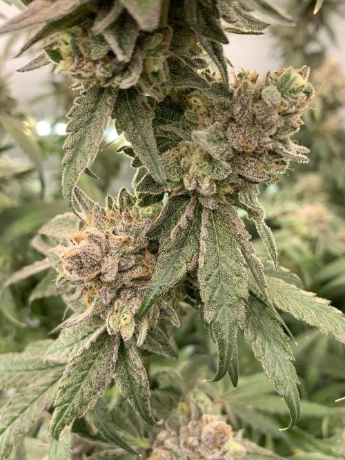 7.Grow: Kmintz & Radical Juice. Week 22