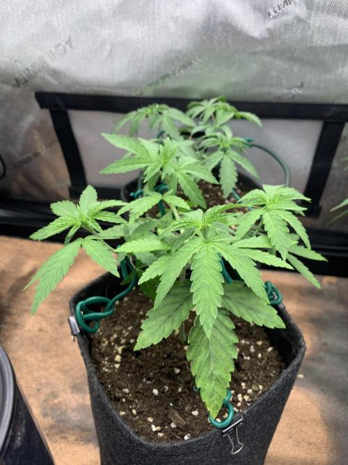 8.Grow: Z42. Week 5 - 9.6.