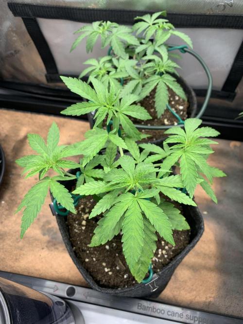 8.Grow: Z42. Week 5 - 9.6.