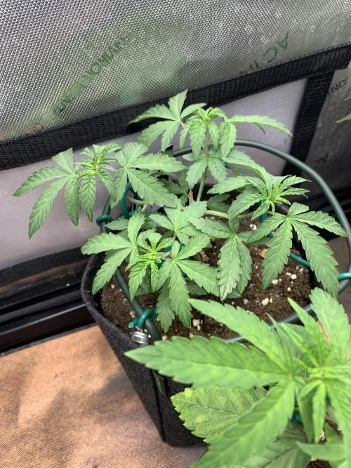 8.Grow: Z42. Week 5 - 9.6.