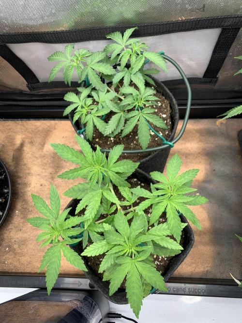 8.Grow: Z42. Week 5 - 9.6.