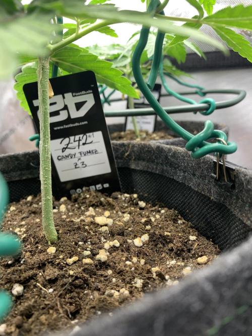 8.Grow: Z42. Week 5 - 9.6.
