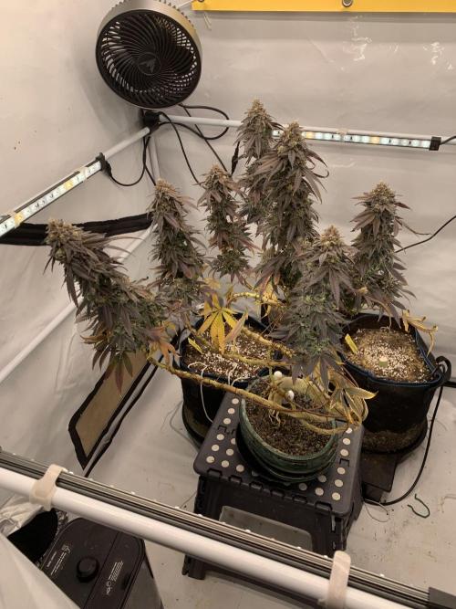 1.Bonsai: Lemon Cherry Runtz✌️. Week 31 - 15.6.