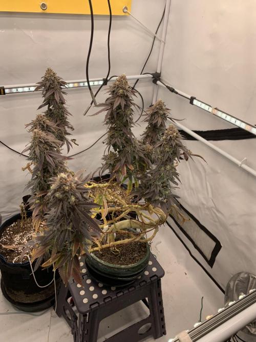 1.Bonsai: Lemon Cherry Runtz✌️. Week 31 - 15.6.