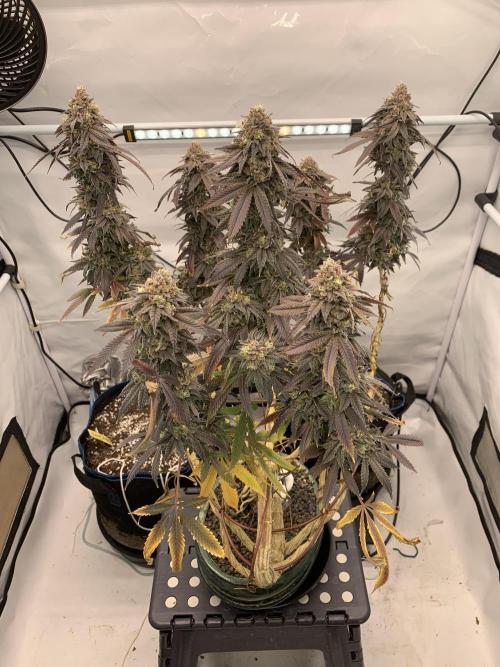 1.Bonsai: Lemon Cherry Runtz✌️. Week 31 - 15.6.