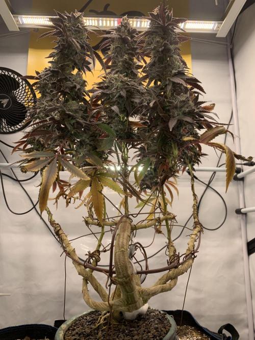 1.Bonsai: Lemon Cherry Runtz✌️. Week 31 - 15.6.