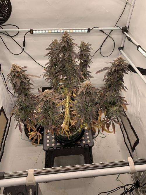 1.Bonsai: Lemon Cherry Runtz✌️. Week 31 - 15.6.