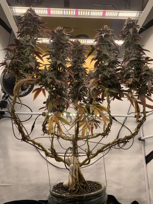 1.Bonsai: Lemon Cherry Runtz✌️. Week 31 - 15.6.